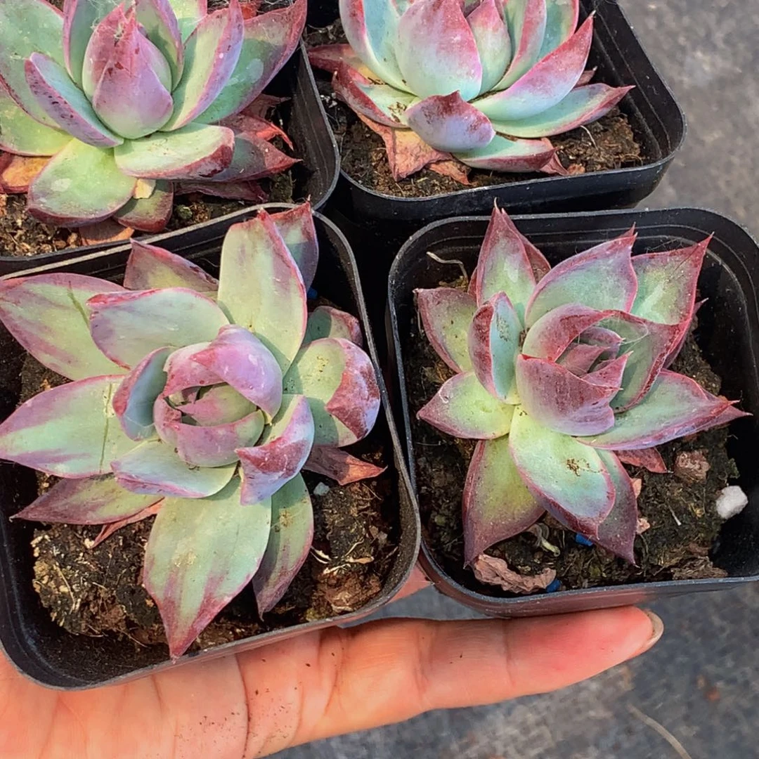 惊鸿仙子 3颗。包邮 多肉