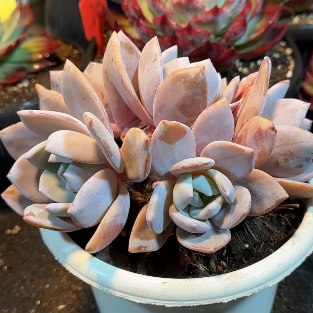 红茶一物一拍包装收缩花旱