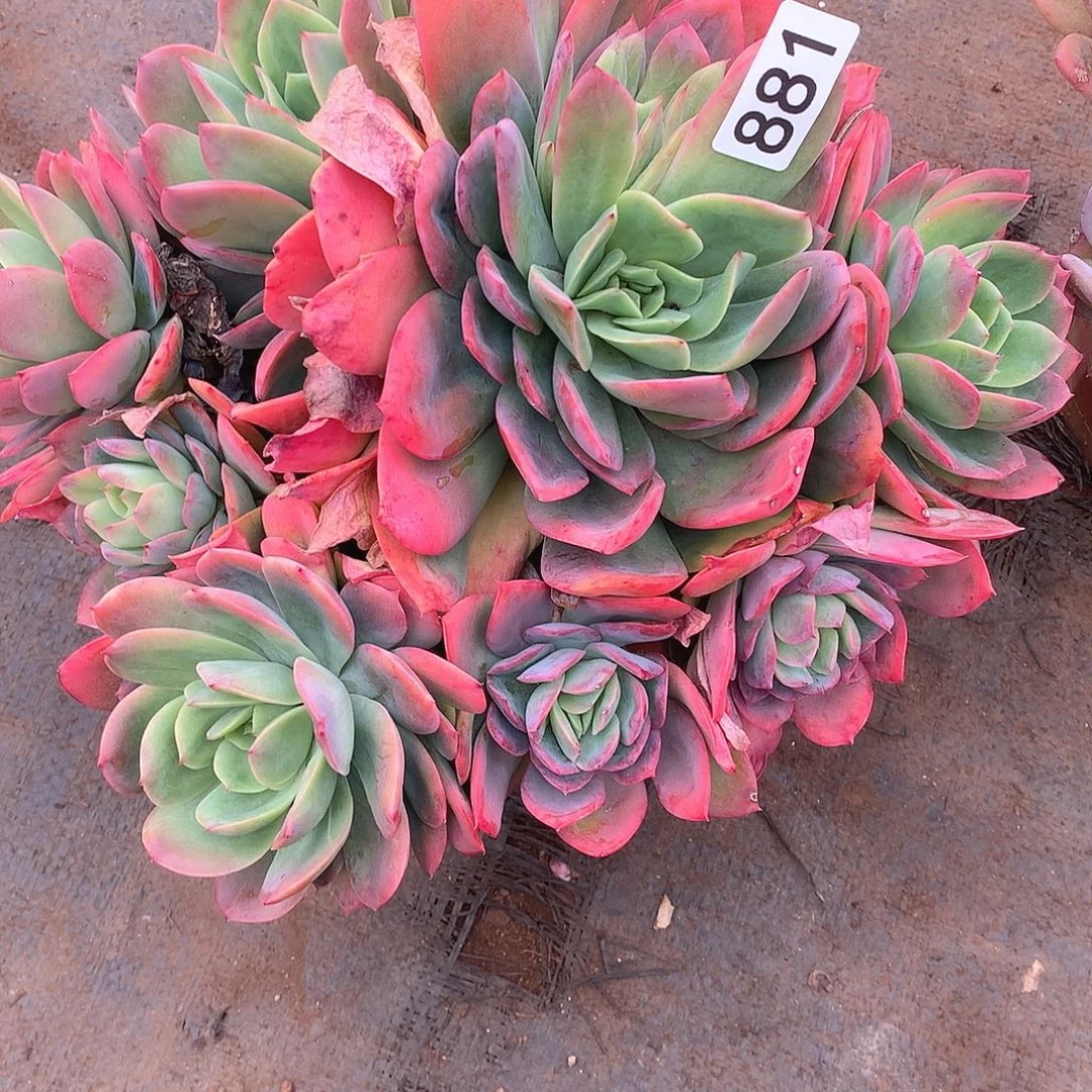 881绮罗 一物一拍多肉