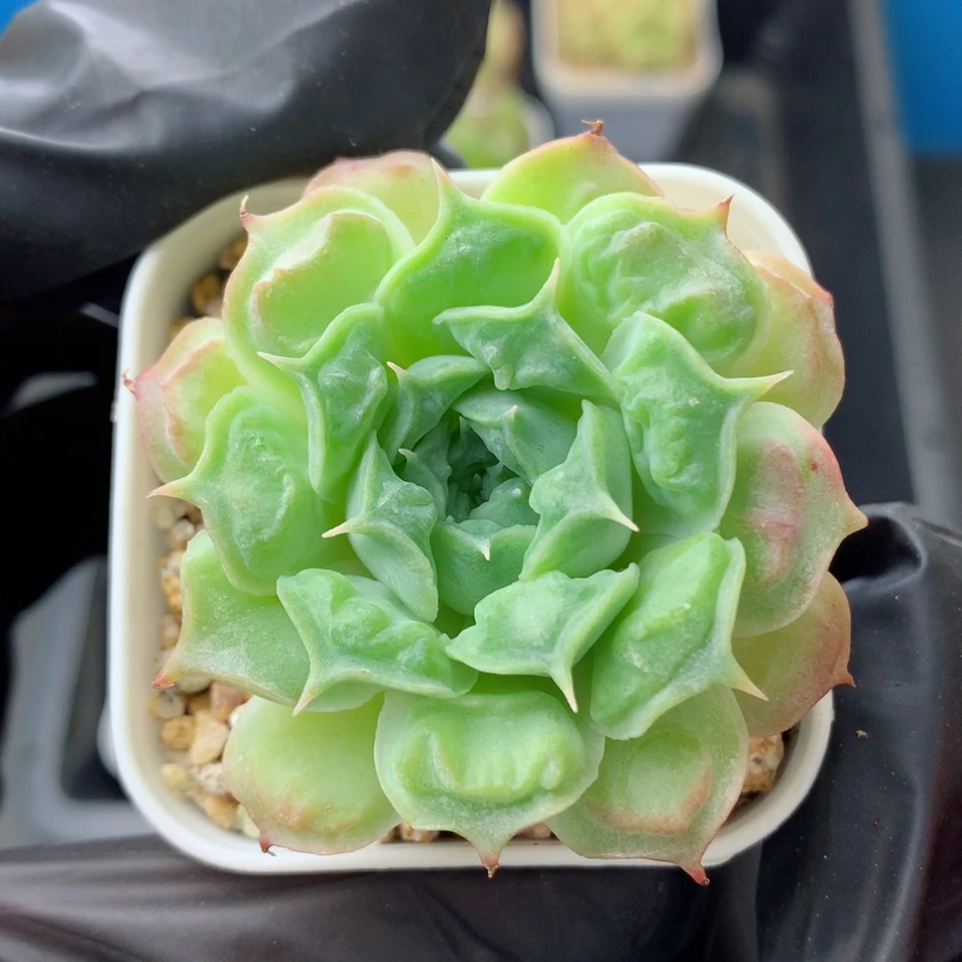 58包邮  群生不包整45