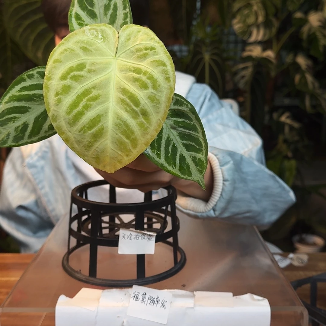 完全开放G83铜锣烧杂银色面纱