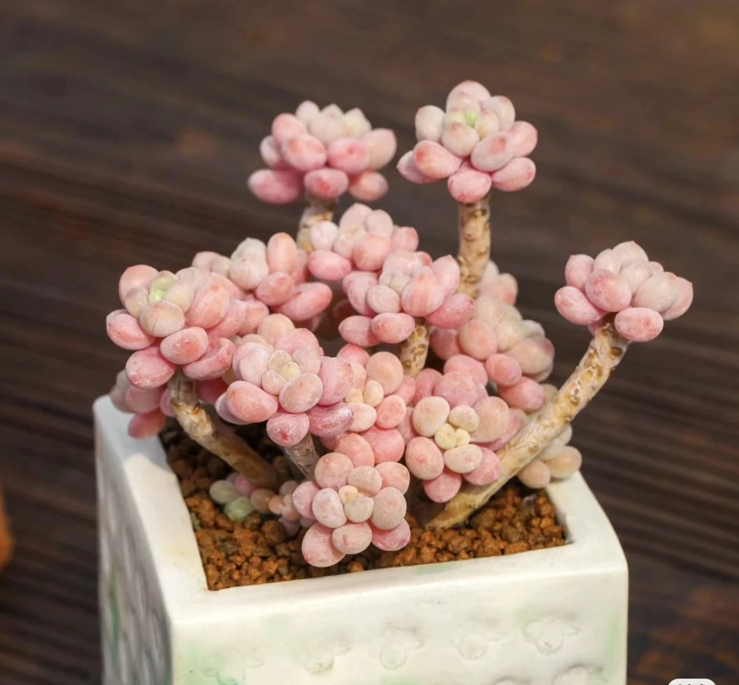 AA级鱼子酱多肉植物整桩 全状态