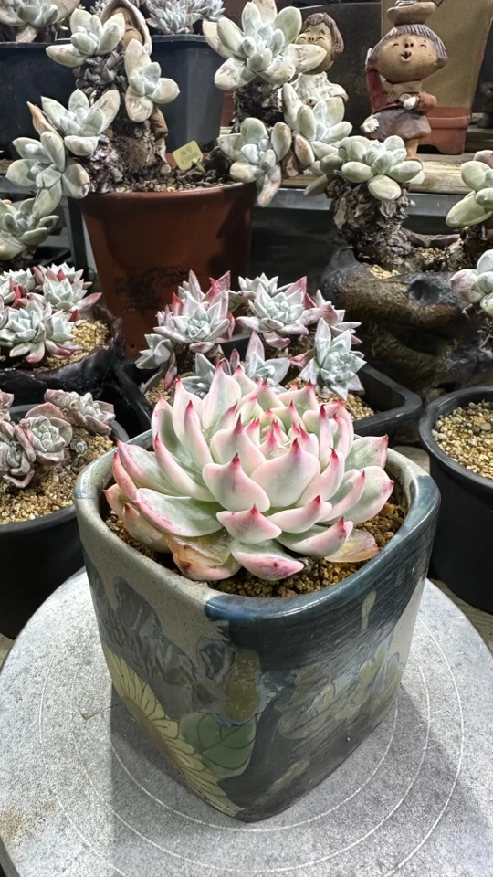 韩货吉娃娃锦仙女杯补价