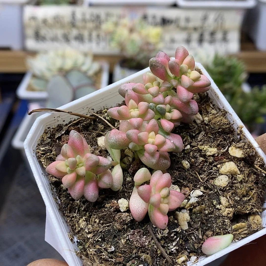 2538 七彩白鹭锦