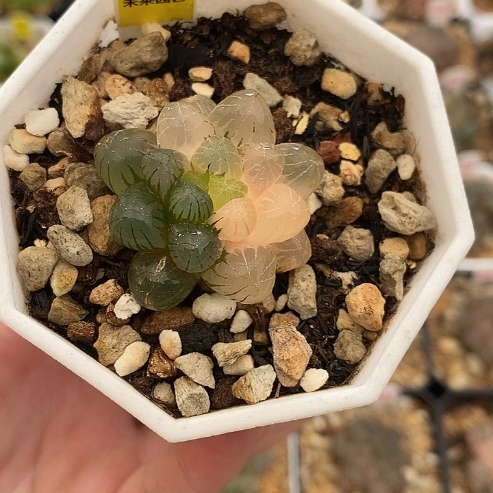 127塑料皮玉露锦一物一拍