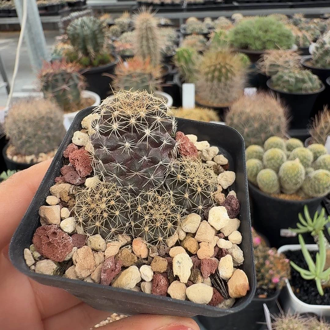 鱼鳞丸群生脱土发货