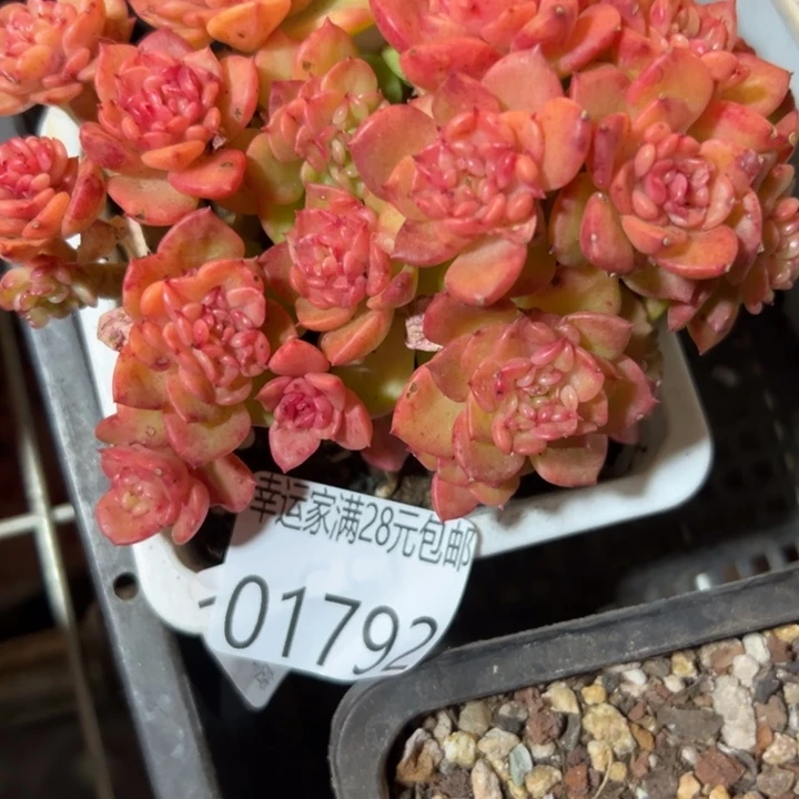 幸运儿是个很有才华幸运