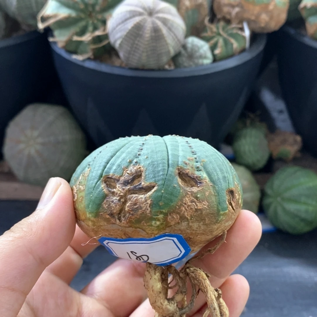 14欧系实生布纹球 一物一拍