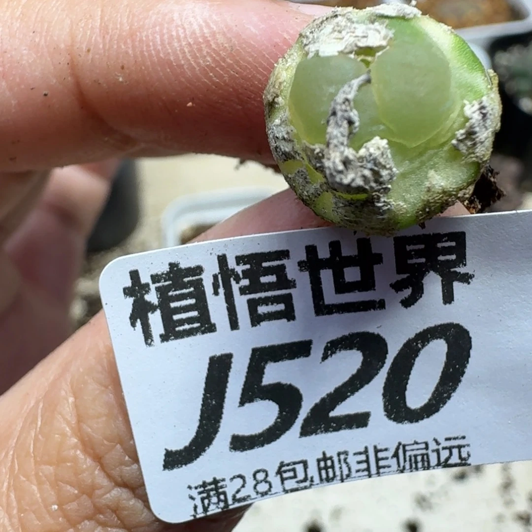 多肉植物的润泽ghn