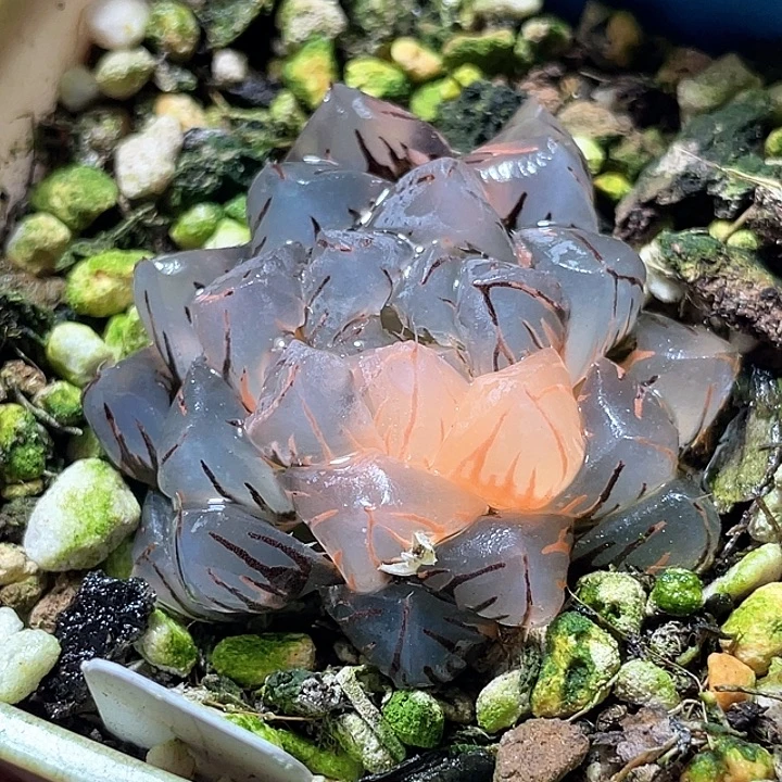 613水中月锦特选福利