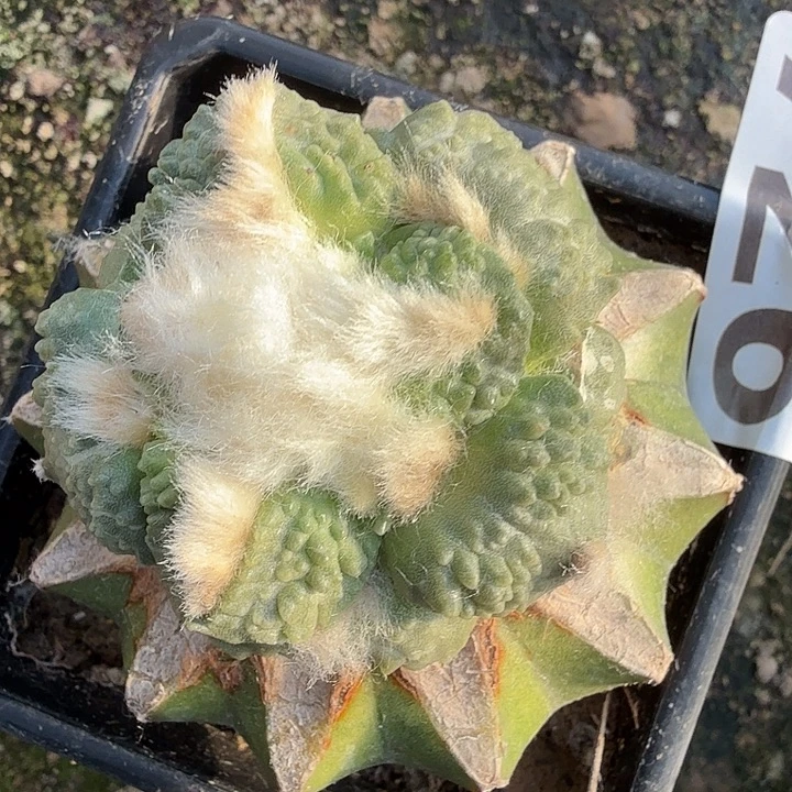 哆****无花朵726白肌哥怒东八