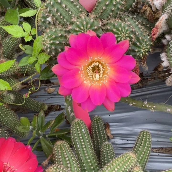 矮胖白檀969侧芽一个