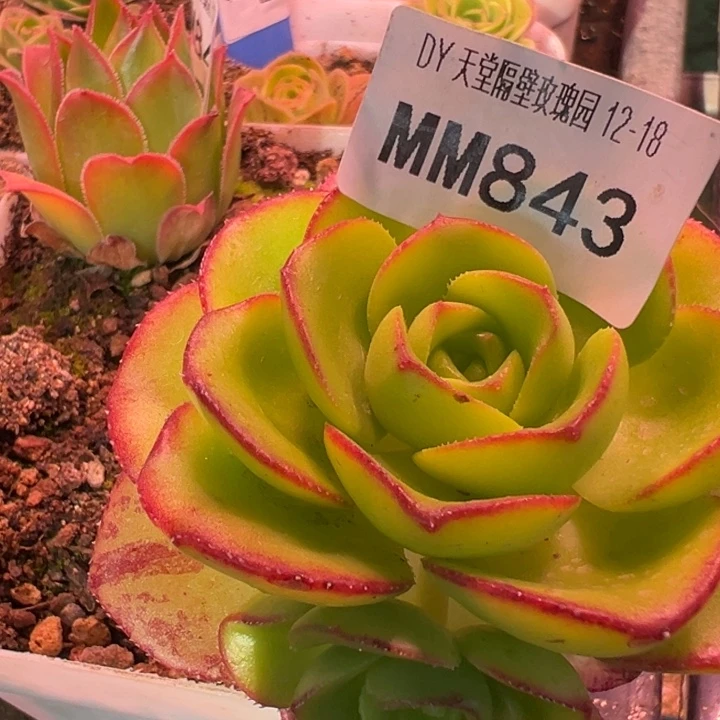 小***嘟苗苗陈陈整颗补差价