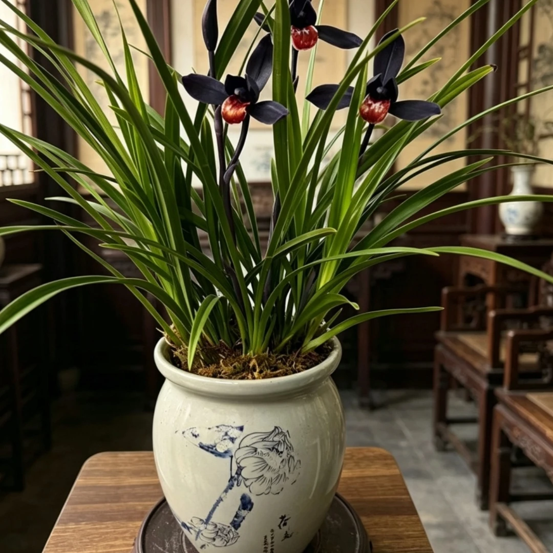精品高端兰花【小墨魂】裸苗室内外好养易活开花浓香