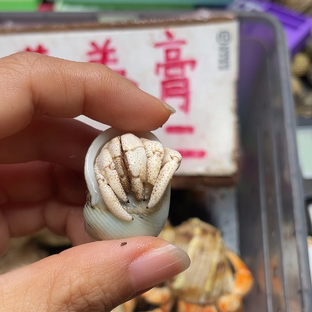 晚****陌派帝国寄居蟹485