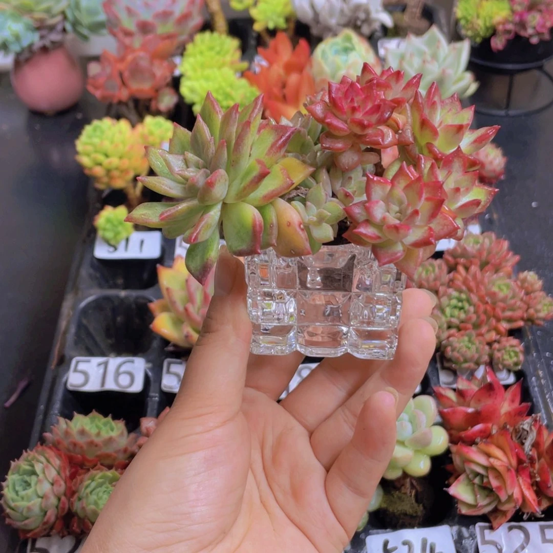无花朵无土栽培多肉植物