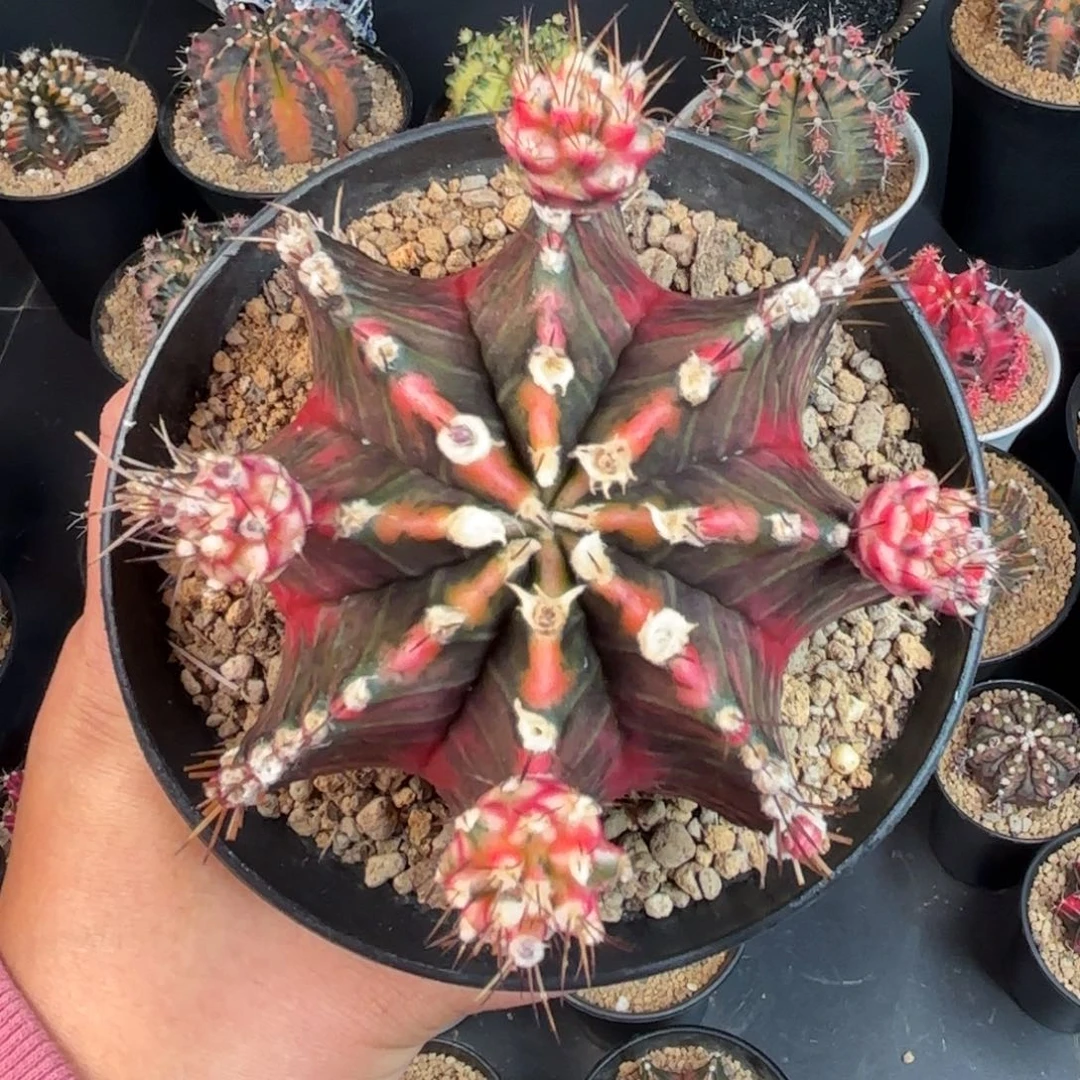 是***啊泰系米哈仙人球元旦福利