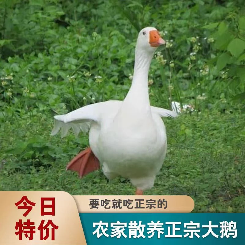 【顺丰包邮】农家散养大白鹅鲜嫩可口带心肝净重6斤左右