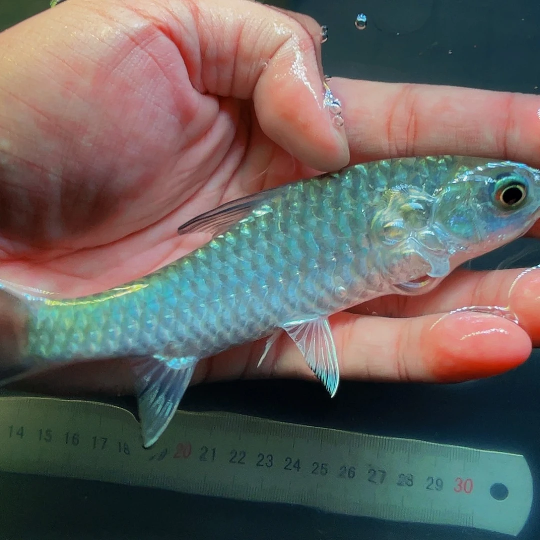 吉罗鱼印度墨脱新光唇16.7cm