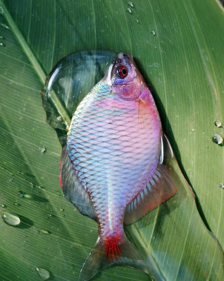 七彩鳑鲏鱼小型原生冷水观赏鱼