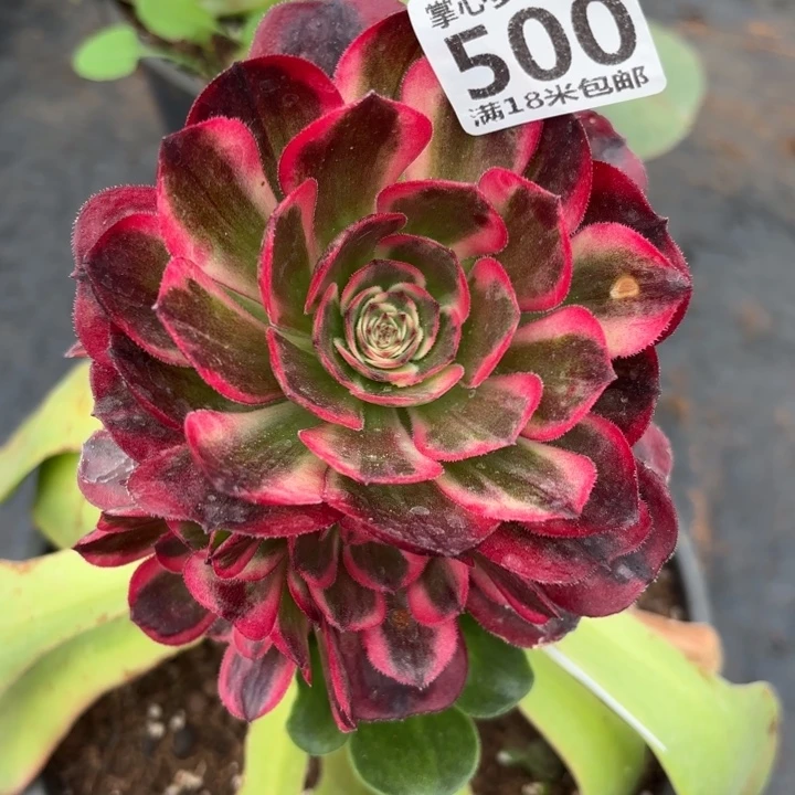 500海神掌心多肉法师锦不包侧枝断枝的