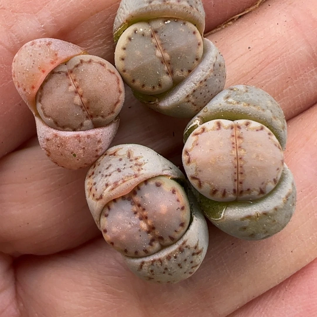 2.9好看的多肉207