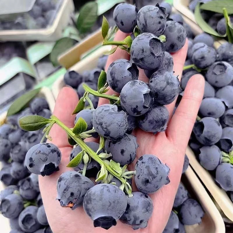 怡颗莓 L25蓝莓200g/ 盒装22-24mm新鲜脆甜蓝莓鲜果云南水果同城送【顺丰次日达L25云南省玉溪市