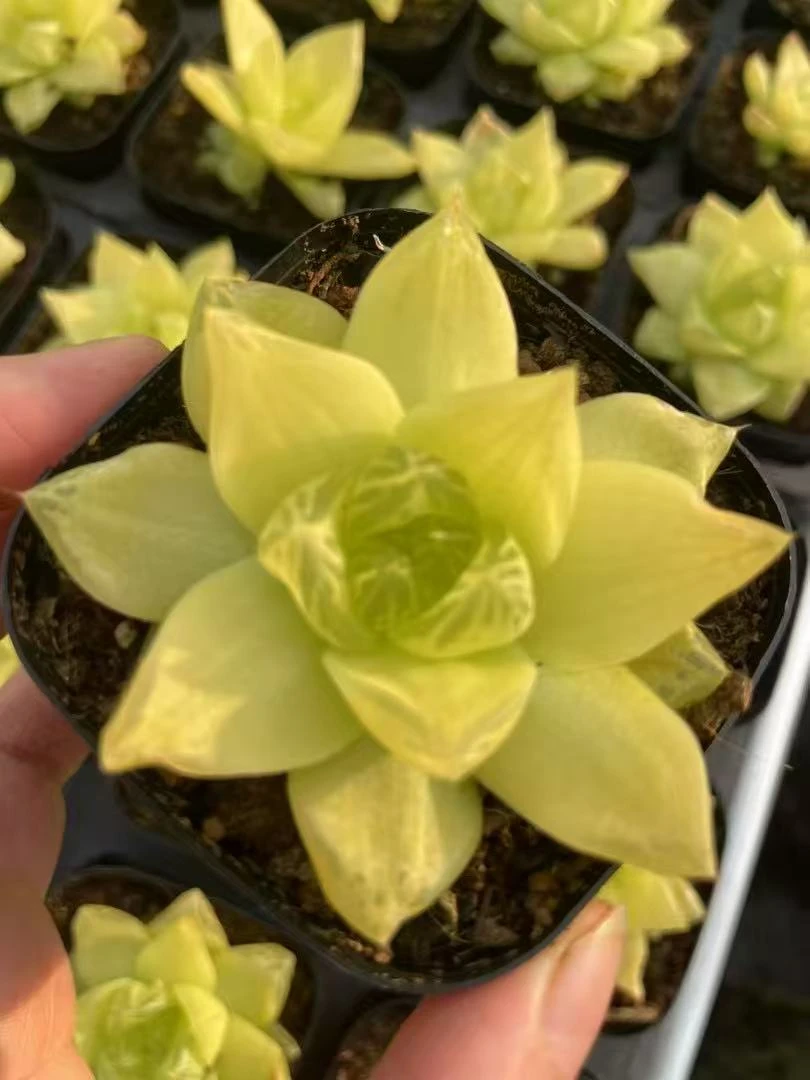 黄金玉露一一仙人球开花局美皮实好养多肉植物广东可以露养实生