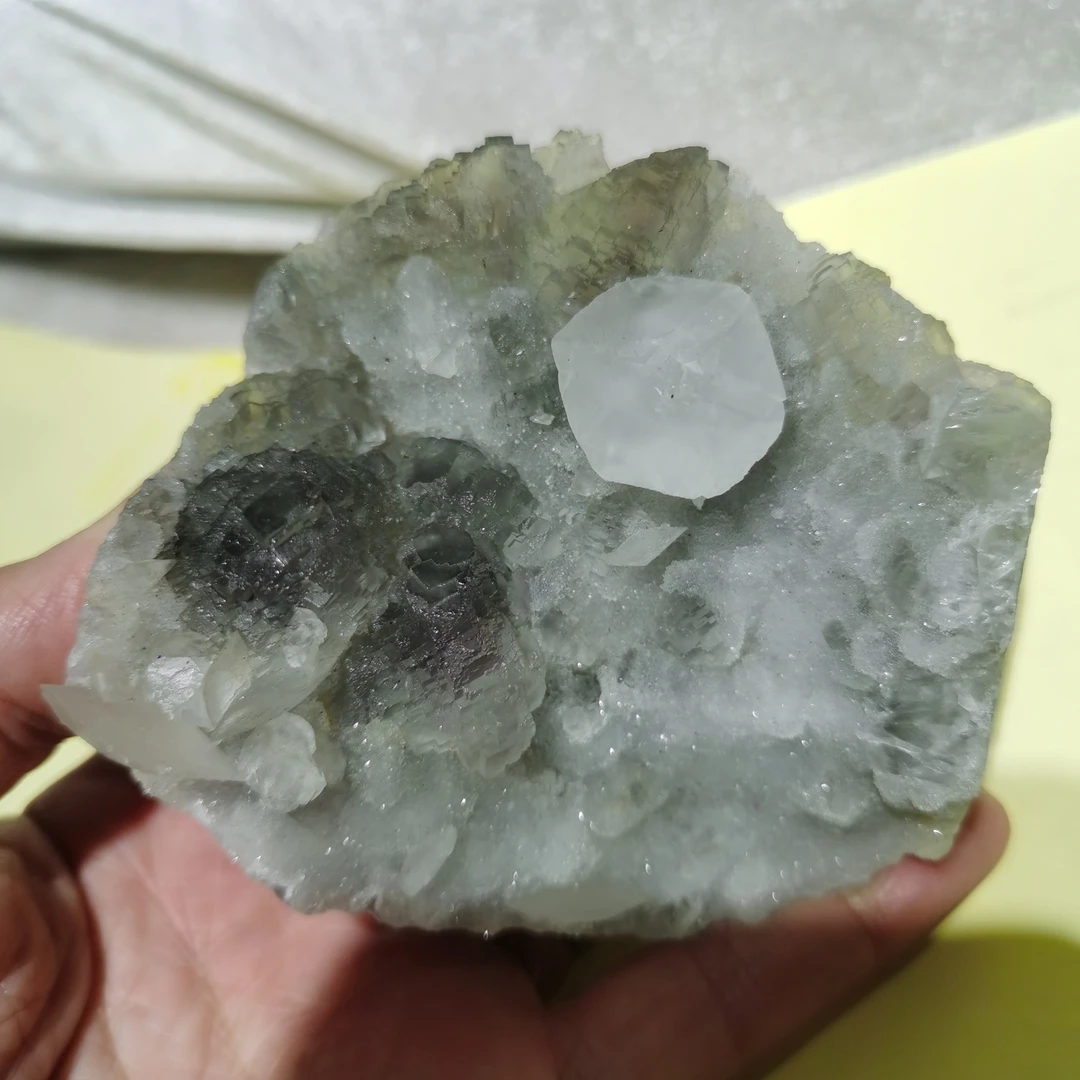 家居饰品摆件标本