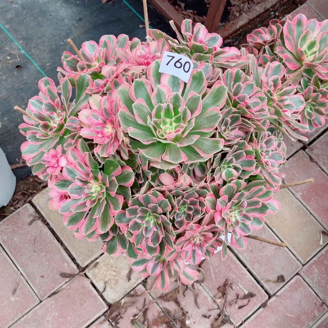 760男神法师多肉植物