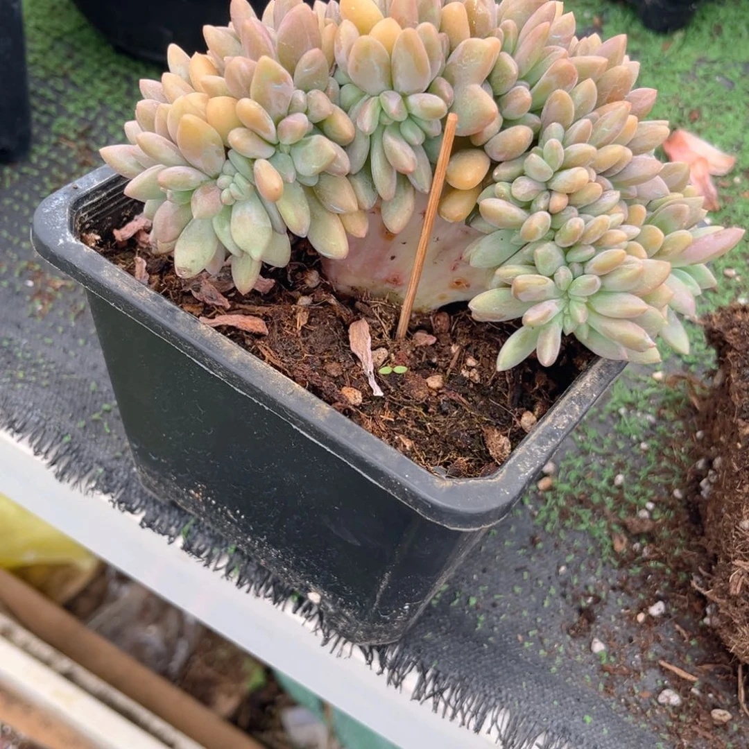 桃花源小树缀568999