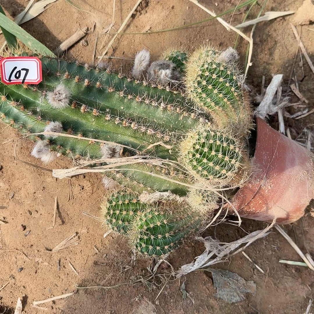 107 瑕疵掉侧牙无售后