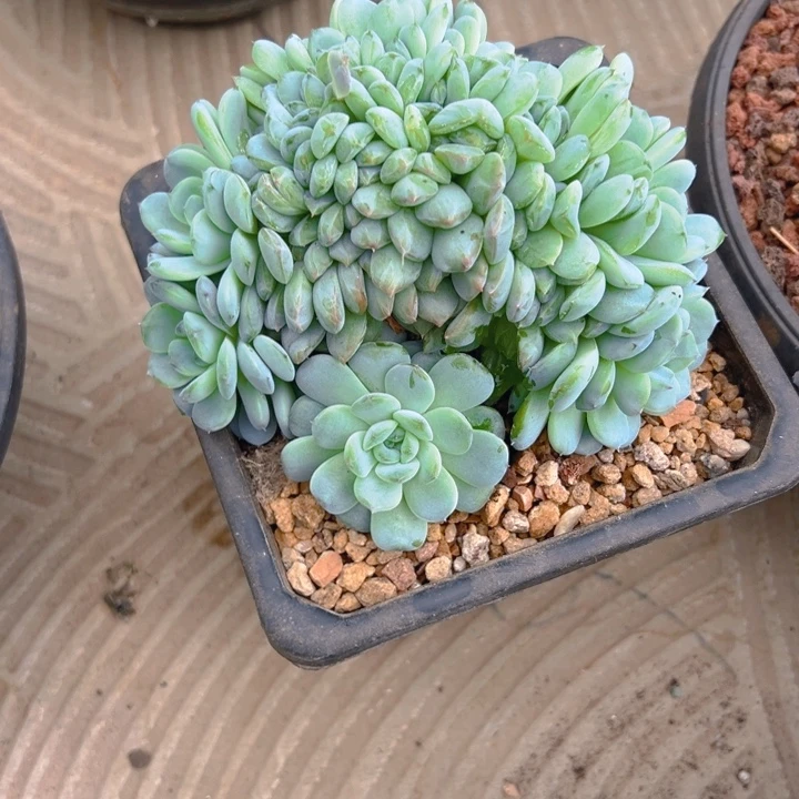 豆***人琥珀朵朵缀化自然群豆豆大人专拍