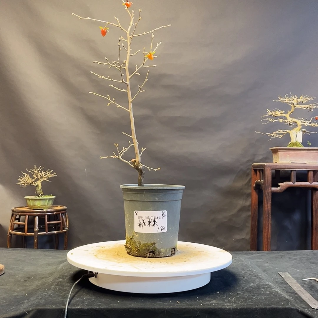 无花朵晚      0665