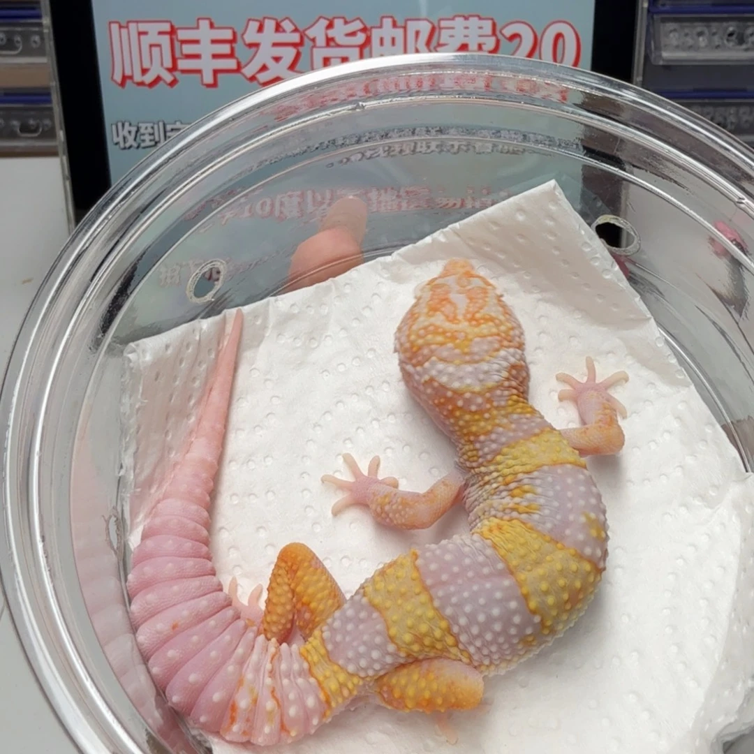 豹纹守宫白黄蜡笔川普妹妹