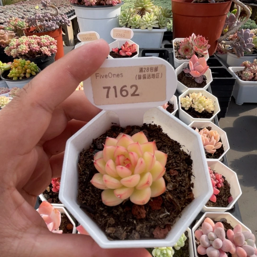 7162闪光 4.0厘米