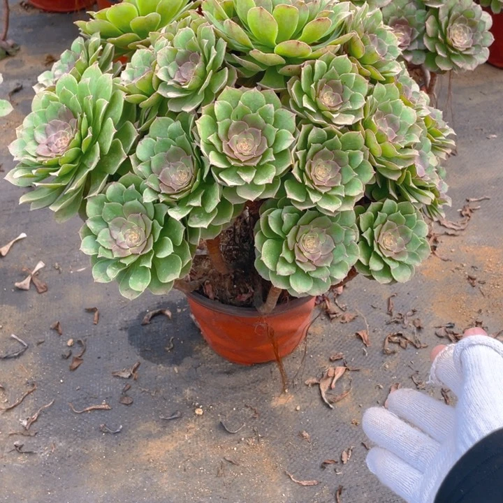 672红心法师多肉断枝不售后