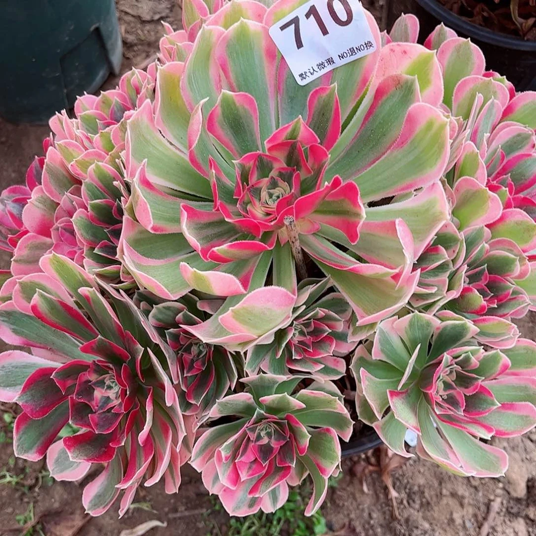 无花朵多肉植物710