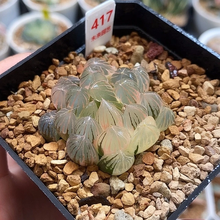 417湖斑霓虹灯玉露锦一物