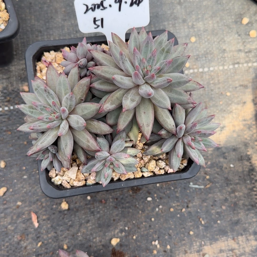 一物一拍香芋体虞美人51