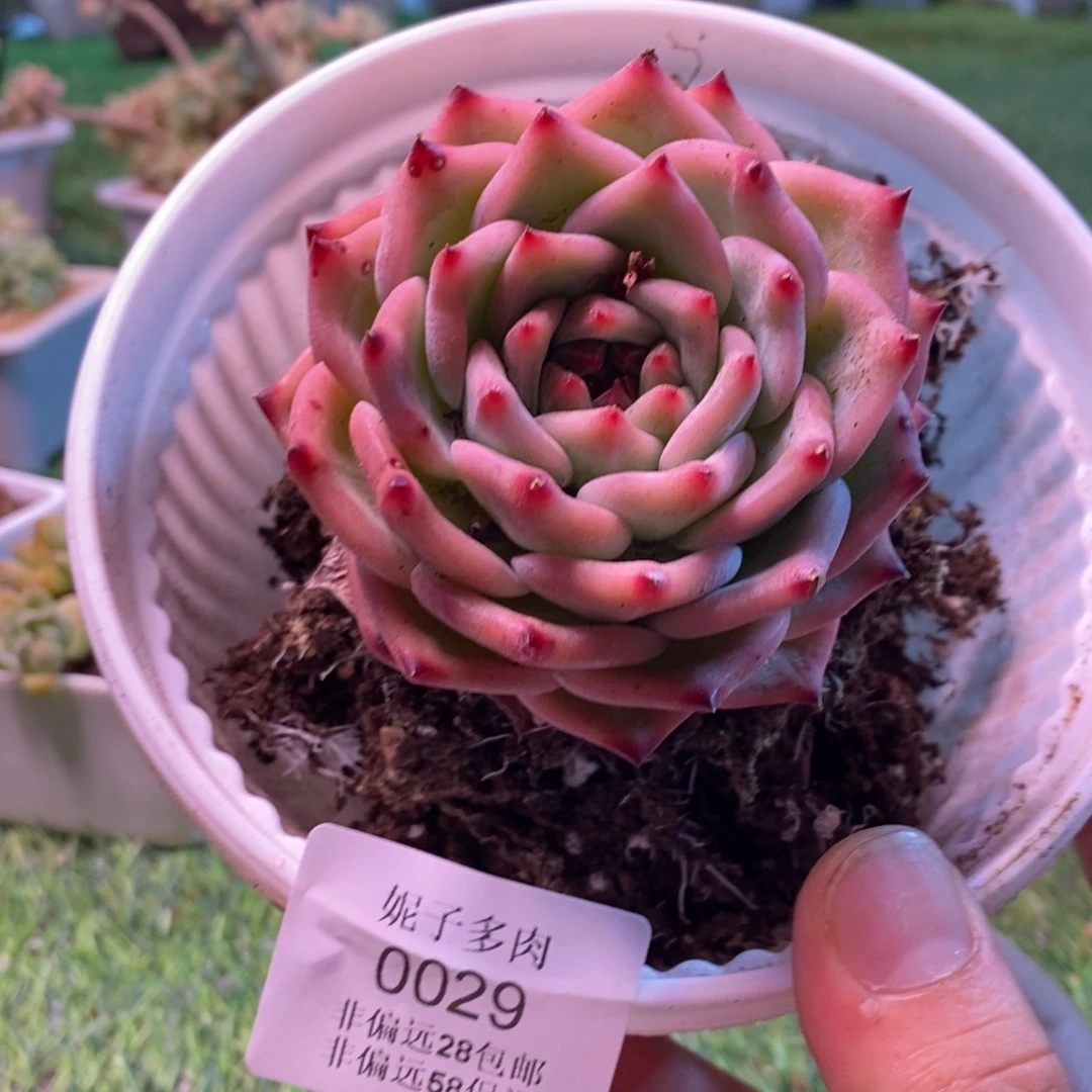0029啊啊啊啊啊啊