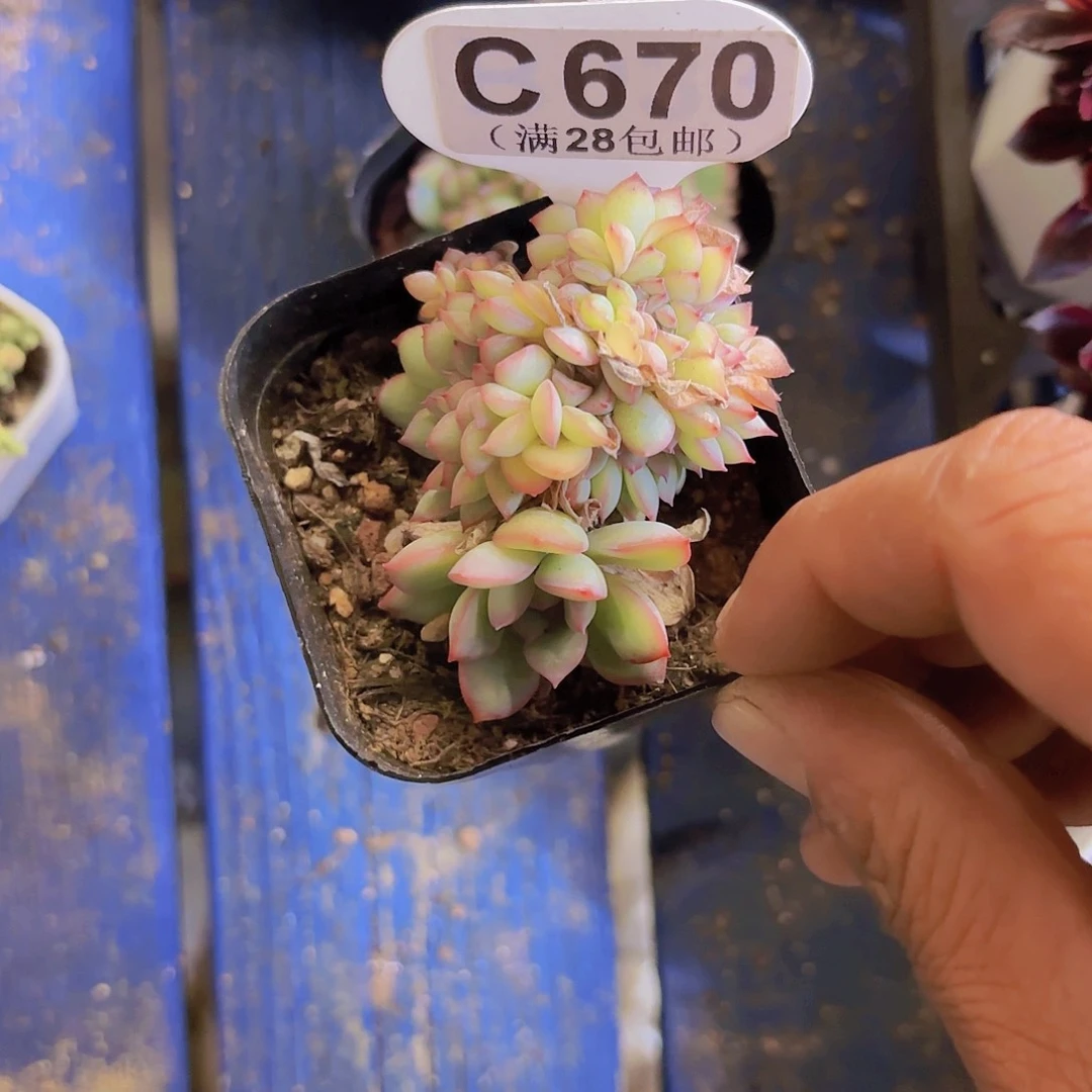 C670勇敢缀一物一拍