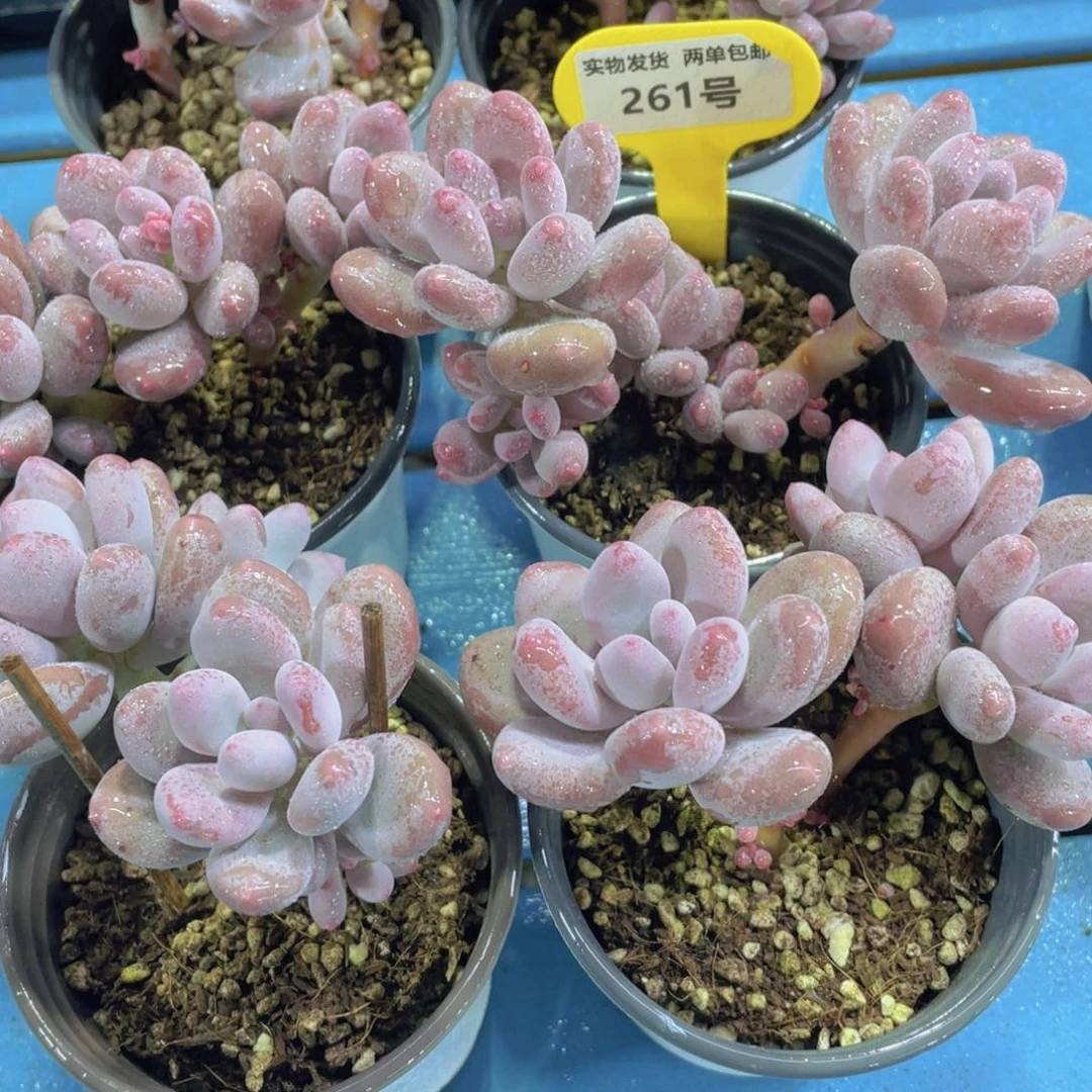 261号老桩精品蛋黄奶酪多头群一个