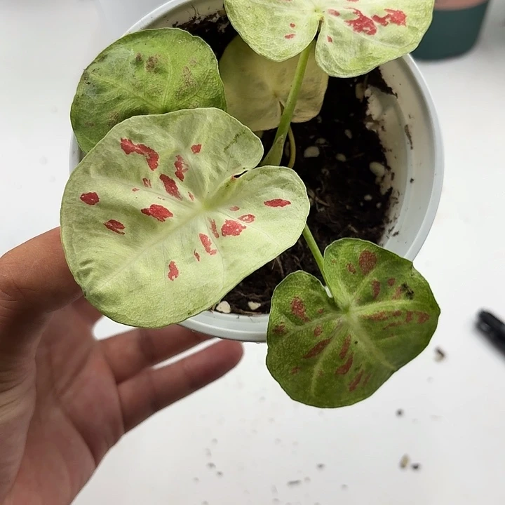 不开花植物圆叶绿色红点点泰彩