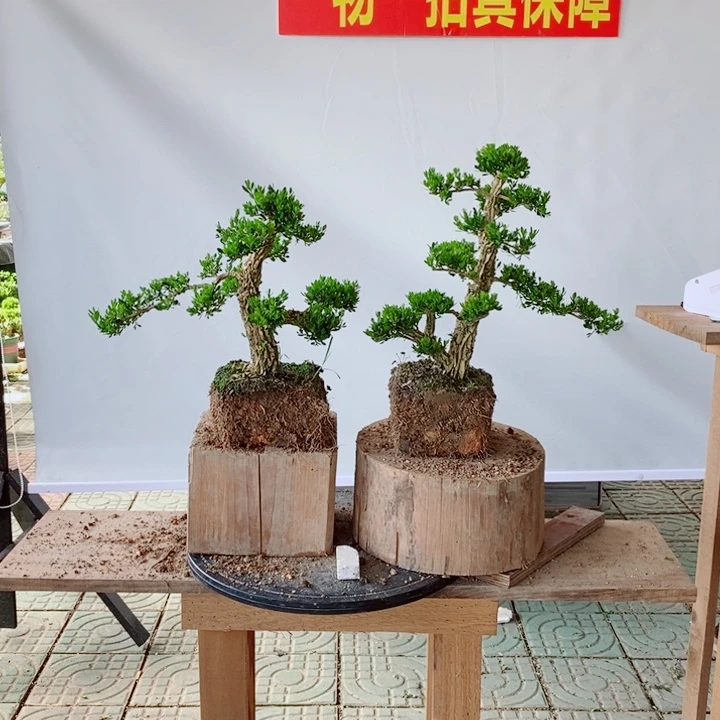 无花朵两棵直杆黄杨