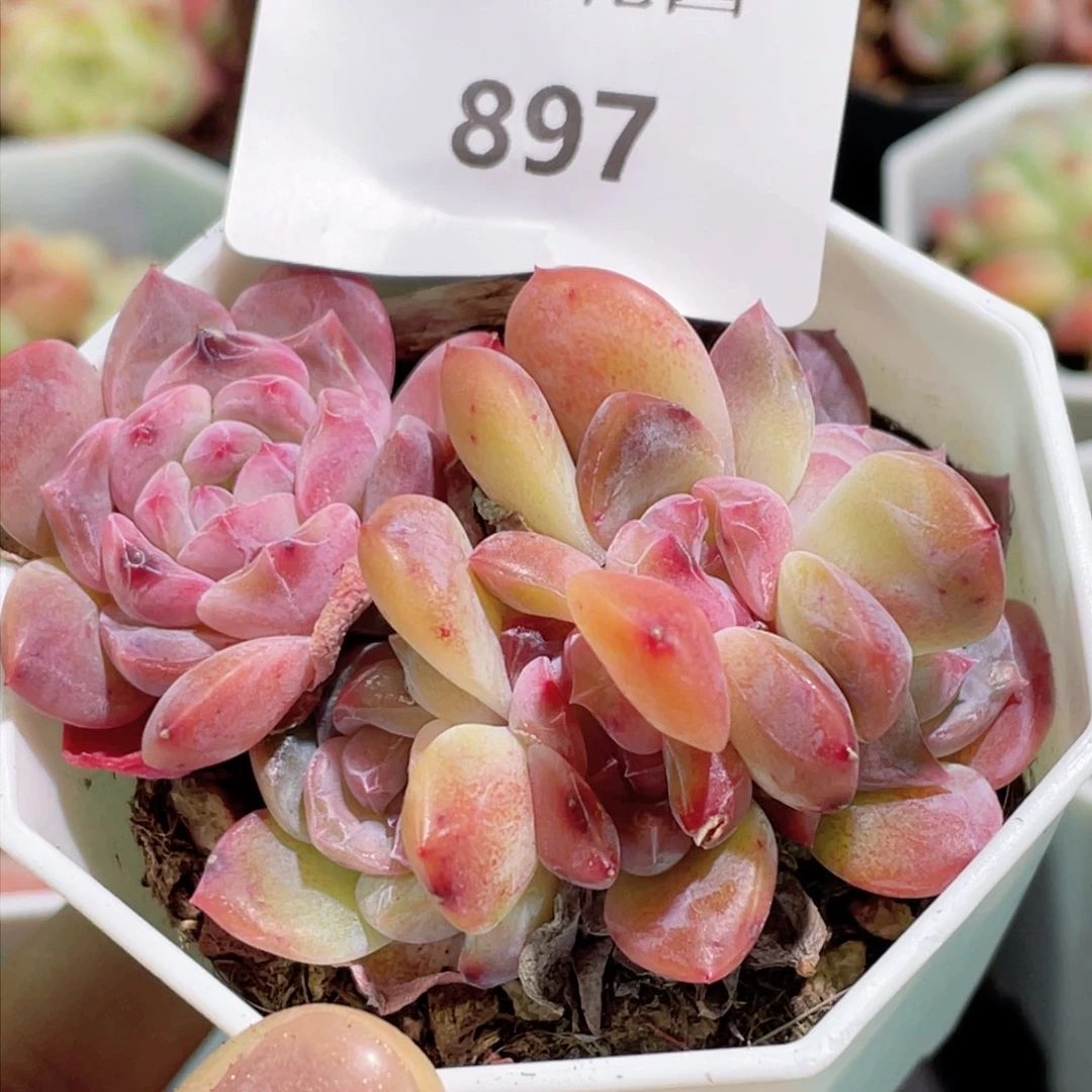 897号糖心冰心珍妮 不包整带盆