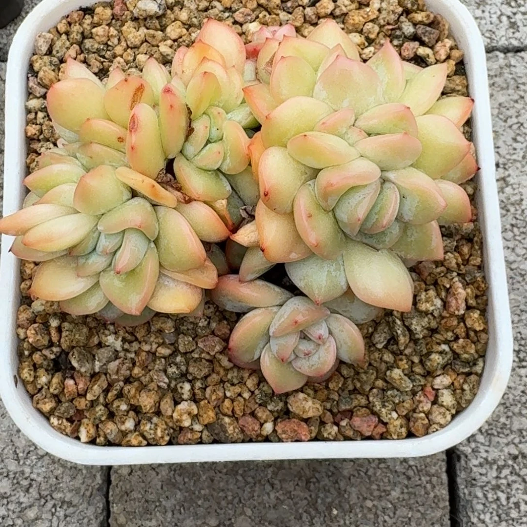 泡芙缀化一物一拍