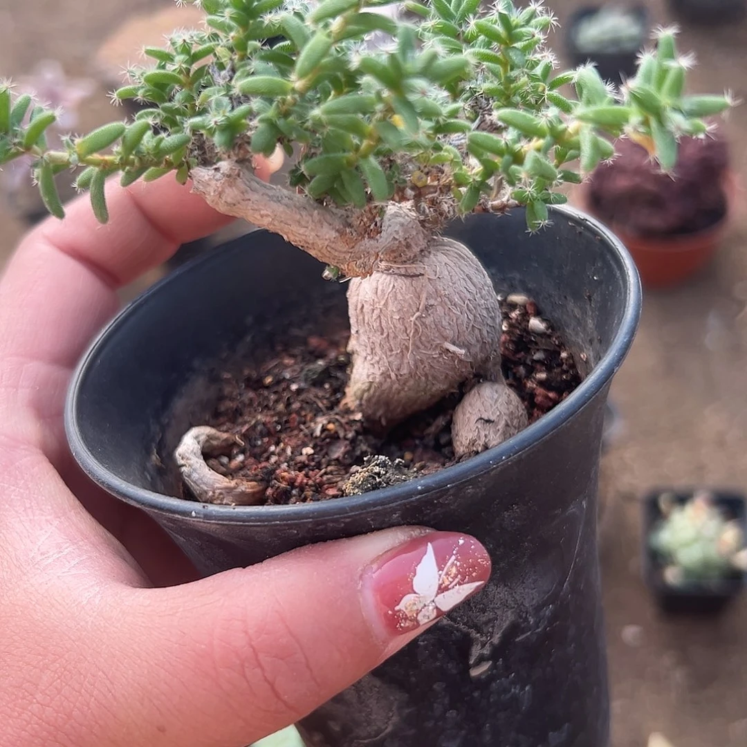 多肉植物姬红小松