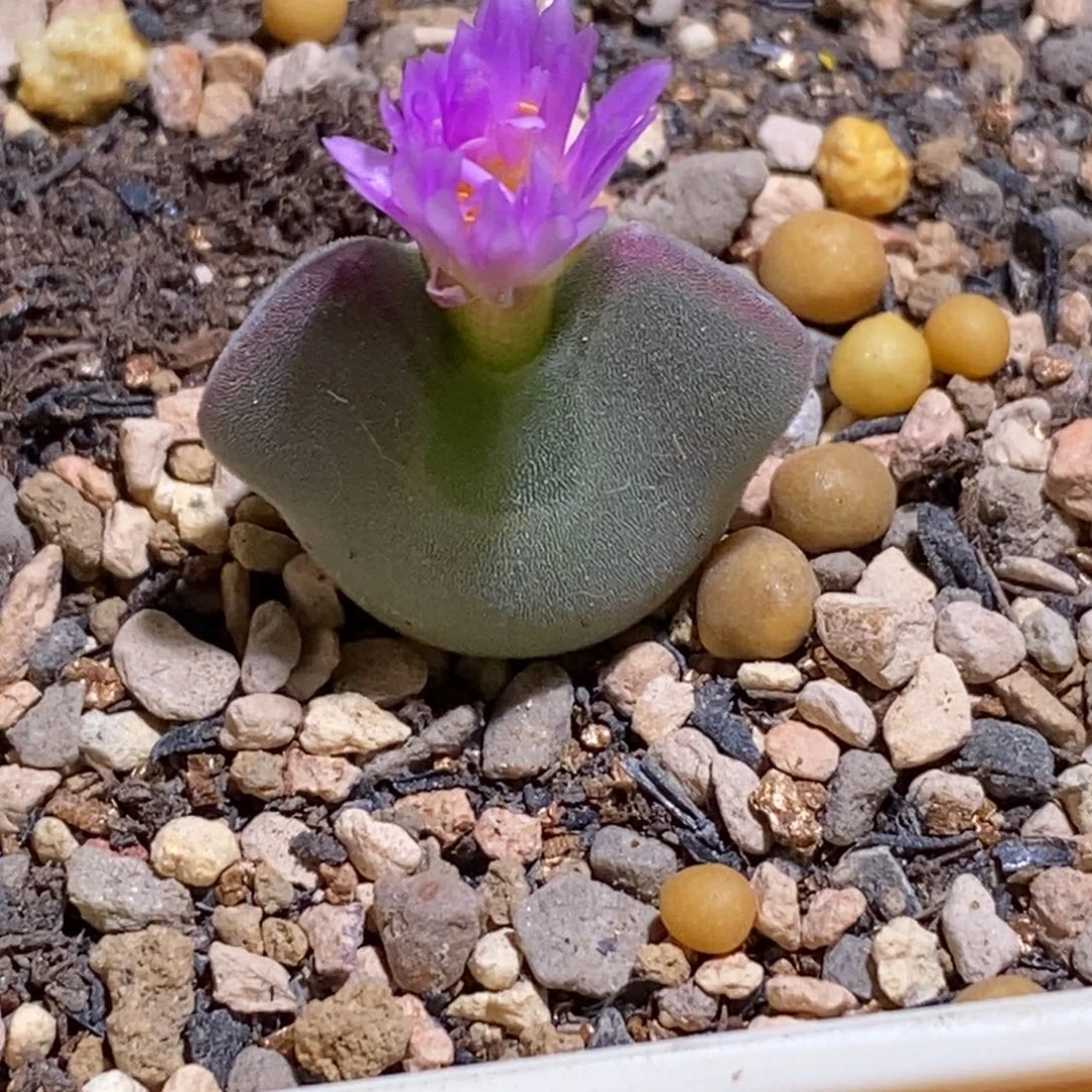 青蛙空蝉 炸窗 可爱