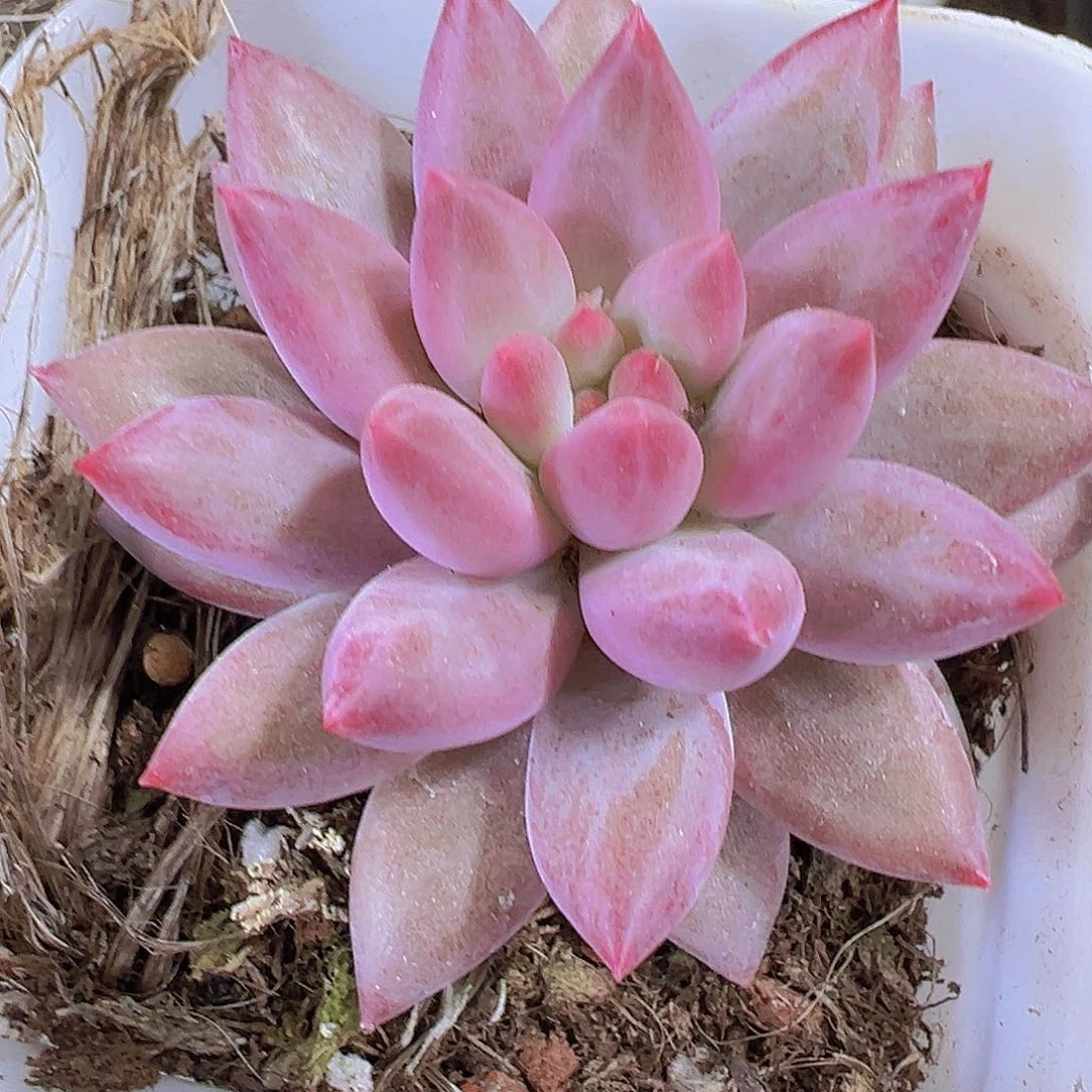 车厘子单头19包邮